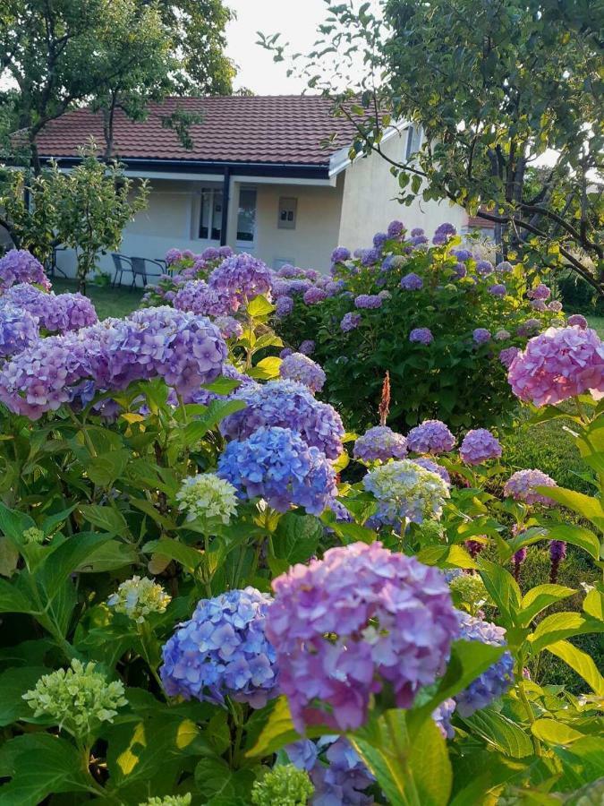Cvjetni Apartmani Cetinje Eksteriør bilde
